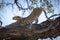 Adult leopard having a big stretch with arched back while standing in a large dead tree branch in Khwai Okavango in Botswana