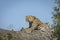 Adult leopard lying on a dead tree stretching showing its claws in Kruger Park in South Africa