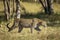 Adult leopard walking through the bush in morning sunshine in Moremi in Okavango Delta in Botswana