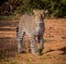 Adult leopard walks through Samburu area in Kenya