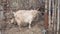 Adult light goat with long hair and curved horns chewing hay against the background of wattle