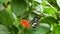 Adult Lime Butterfly flying, standing and feeding on red Cordia flowers in a garden