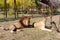 Adult lion lies next to a lioness in safari park