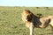 Adult lion looking to the right on plains