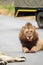 Adult lion lounging on a concrete path in a natural environment