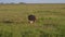 Adult lion with a mane walk into distance on plain in the African savannah