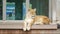 Adult lion sitting on the windowsill