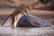 An adult lioness is climbing out of water onto a huge rock in Kruger Park South Africa