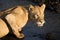 Adult Lioness drinking water from a stream in the Ngorongoro Crater