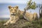 Adult lioness lying on a mound in Masai Mara in Kenya