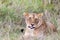 Adult lioness restinng in the grass of the Masai Mara