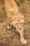 An adult lioness stands by a watering place on dried grass