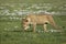 Adult lioness walking amongst tiny white flowers in Ngorongoro Crater Tanzania