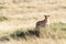 Adult lioness watches from the long grass of the Masai Mara