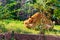 Adult lionesses fighting with each other