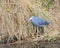 Adult Little Blue Heron (Egretta caerulea)