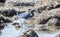 Adult Little Blue Heron Egretta caerulea Hunting on the Rocky Shore
