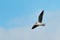 An adult Little Gull, Larus minutus, seagull in flight.