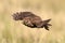 Adult little owl Athene noctua in flight, close up
