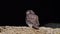 Adult little owl sits on a rock and watches what is happening, Athene noctua