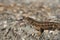 Adult lizard sunbathing on the ground