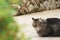 Adult long haired grey tabby cat laying on the floor