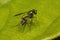 Adult Long-legged Fly