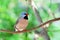 Adult long-tailed finch bird