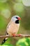 Adult long-tailed finch bird