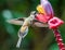 Adult Long Tailed Hermit Hummingbird