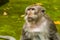 An adult long-tailed monkey watches his troop playing in the monkey forest near Ubud, Bali, Asia