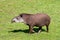Adult Lowland tapir side profile