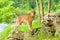 Adult Lynx poses on two rocks.