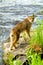 Adult Lynx poses on two rocks.