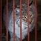 Adult lynx sits in a cage in the zoo. Lynx is one of the rarest species of mammals in the world