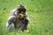 Adult Macaque Eating a Satsuma in the Sunshine