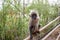 Adult Macaque Monkey