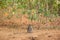 An adult macaque monkey sits alone tentatively on the ground at the monkey forest sanctuary in Ubud, Bali, Indonesia, Asia