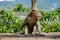 Adult macaque monkey sitting by the road, Bali, Indonesia