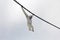 Adult Madagascar Lemur Monkey Hanging from rope on a Cloudy Day