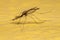 Adult Malaria Mosquito