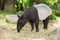 Adult malayan tapir