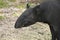 Adult malayan tapir (tapirus indicus)