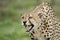 Adult male African Cheetah showing agression South Africa