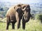 Adult male African elephant in the dense African savannah eating grass with his huge trunk in South Africa