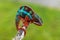 Adult male Ambilobe Panther Chameleon Furcifer pardalis