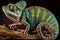 This adult male Ambilobe Panther Chameleon Furcifer pardalis