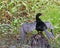 Adult male Anhinga bird in Florida