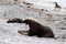 A adult male Australian Sea Lion on the white beach ,South Australia