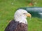 An Adult male Bald Eagle